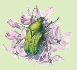 Adult rose chafers fly from flower to flower and graze on the petals - photo 36