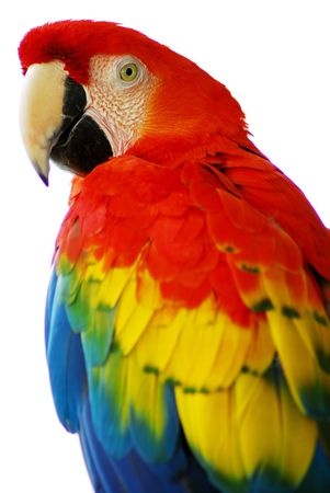 Just by looking at a parrot we can identifymany of its physical features - photo 4