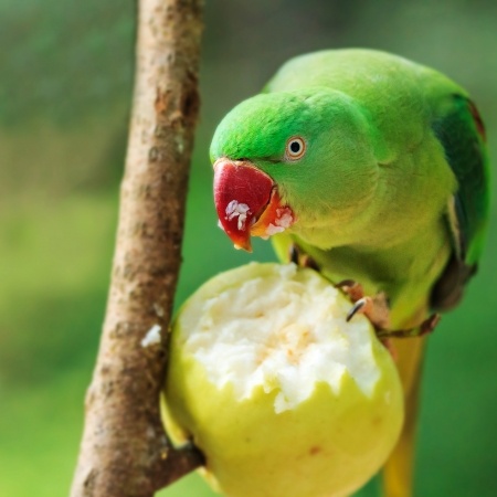 What do you think is the diet of parrotsOnly fruits and seeds Well think - photo 5