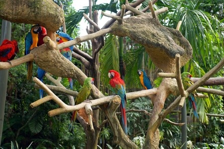 Parrots are colorful birds found mostly intropical and subtropical regions in - photo 3