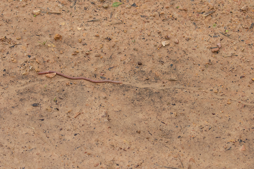 Earthworms usually live underground but they often come out when it rains - photo 8