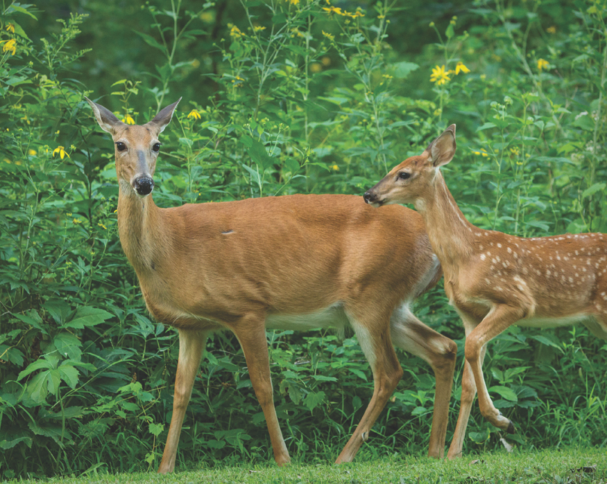 The White-tailed Deer is the most common large animal in America Male deer - photo 11