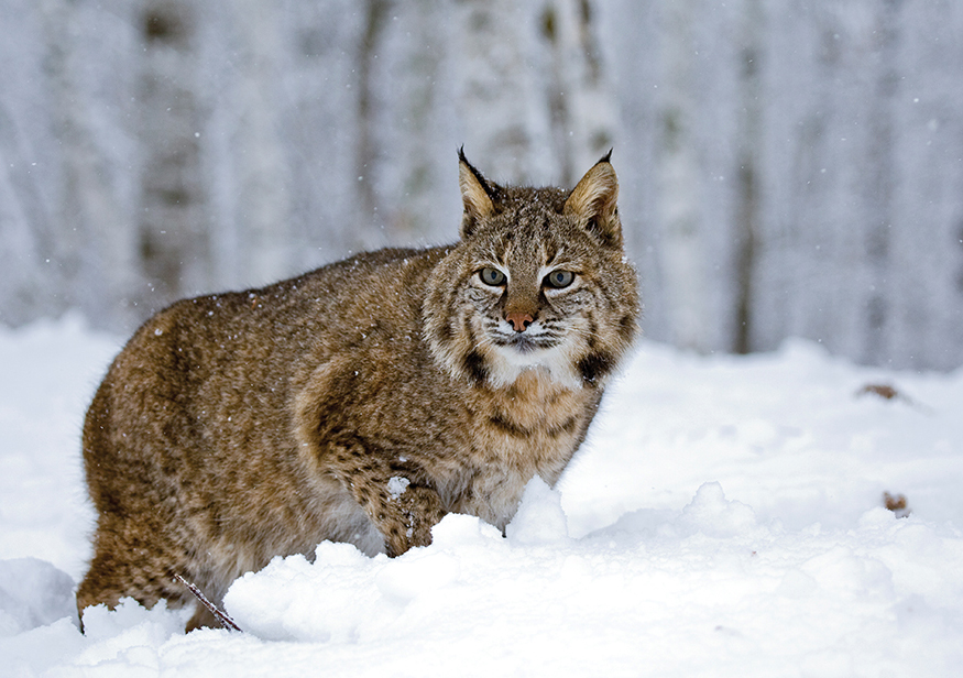 Bobcats are small cats not much larger than a house cat They are found in a - photo 14