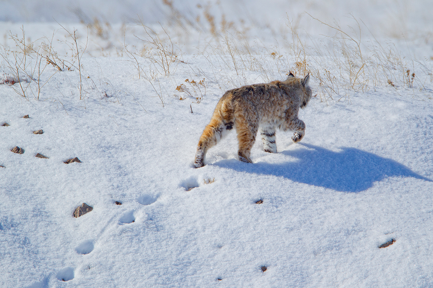 HINT This animal looks like a large house cat This animals front paws look - photo 15