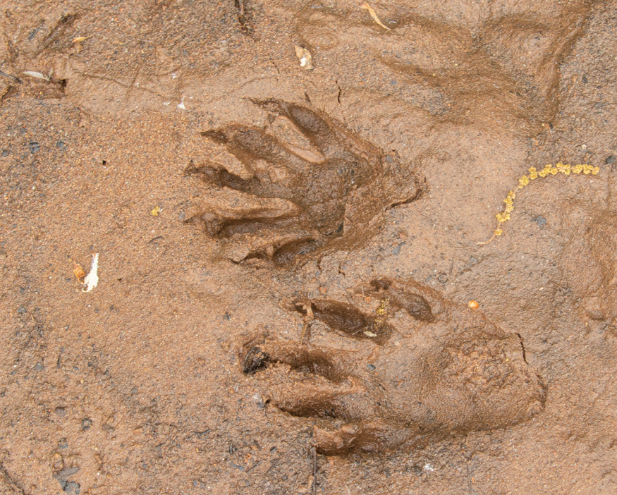 The Northern Raccoon is also called the Common Raccoon It has a cute black - photo 16