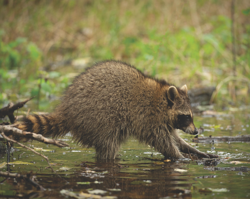 The Northern Raccoon is also called the Common Raccoon It has a cute black - photo 17