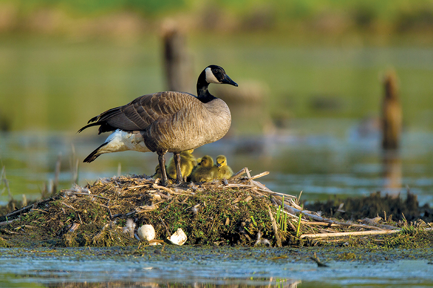 The Canada Goose lives in large families the male and female lead the babies - photo 20