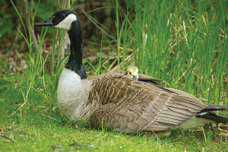 HINT This animal has feathers and honks This animal has large round feet - photo 21