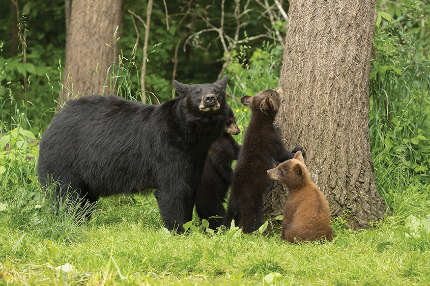 The American Black Bear is the most common bear in America Bears have long - photo 23