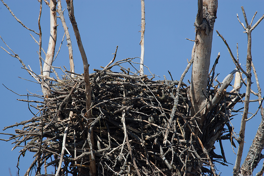 The Bald Eagle is the national symbol of the United States The eagle uses its - photo 4