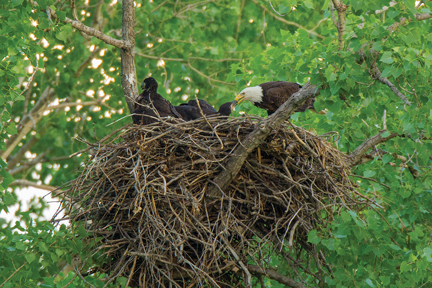 The Bald Eagle is the national symbol of the United States The eagle uses its - photo 5