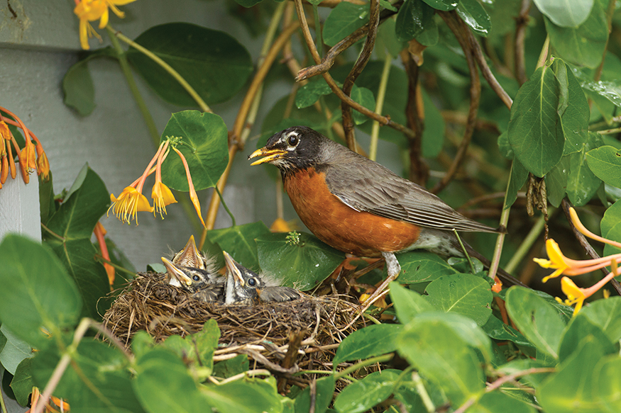 The American Robin is a common bird found almost everywhere in North America - photo 8