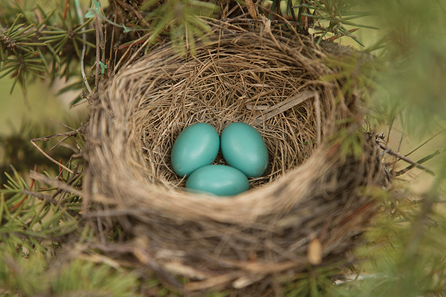 Larger than a football this home hangs in a tree or may even be under your - photo 9