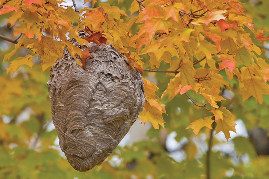 The Bald-faced Hornet doesnt have a bald face It also actually isnt a hornet - photo 10