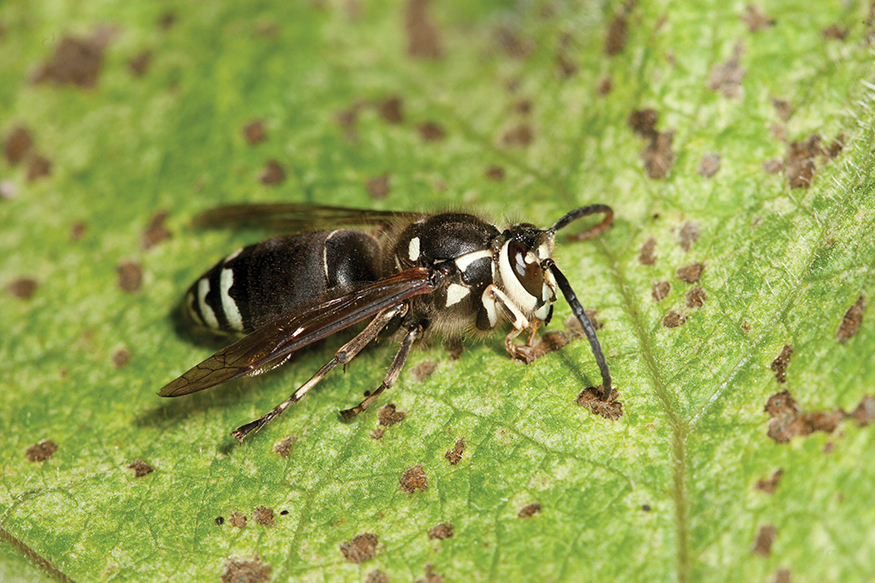 The Bald-faced Hornet doesnt have a bald face It also actually isnt a hornet - photo 11