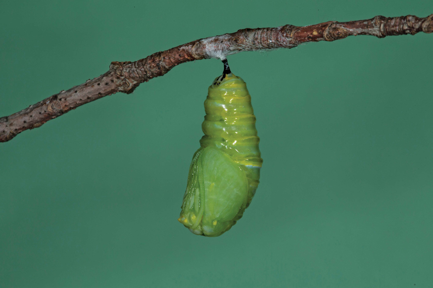 When the Monarch caterpillar reaches full size it does something amazing Its - photo 13