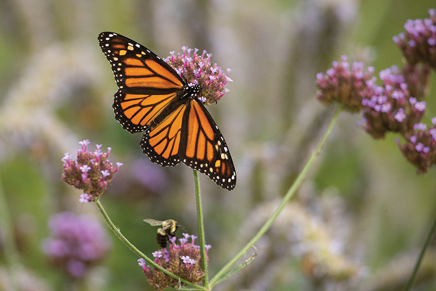 When the Monarch caterpillar reaches full size it does something amazing Its - photo 14