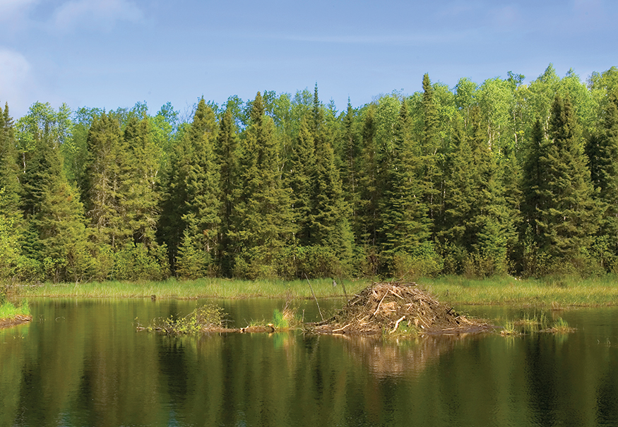 The American Beaver is an expert craftsman It builds a large home called a - photo 16