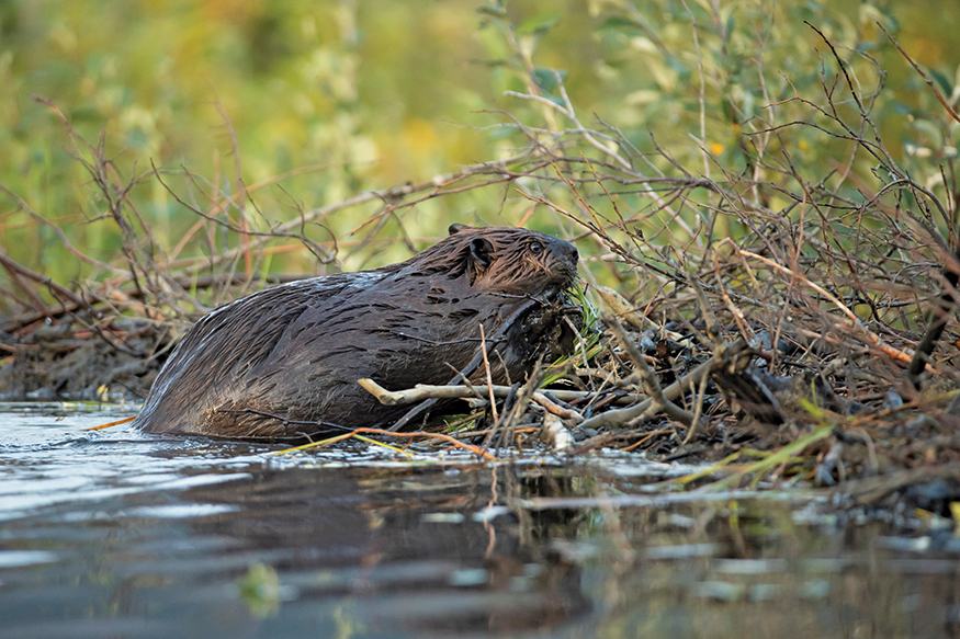 The American Beaver is an expert craftsman It builds a large home called a - photo 17