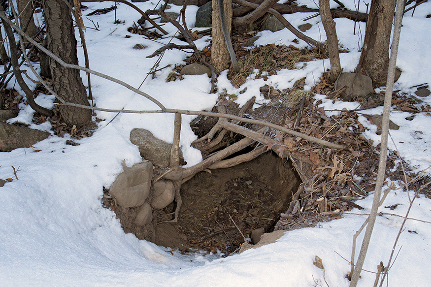 The American Black Bear often makes its house under a fallen tree or it will - photo 19