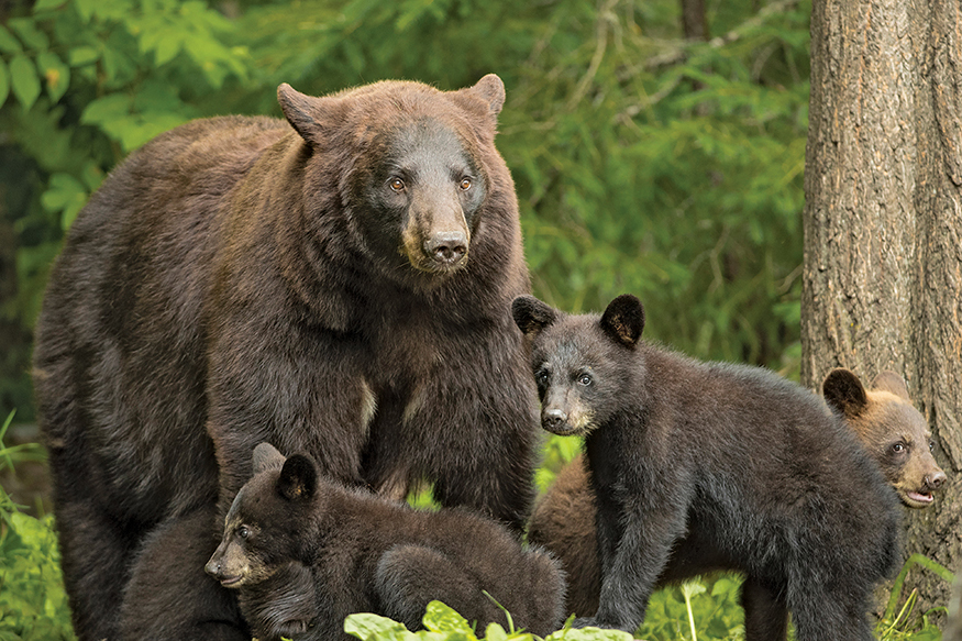 The American Black Bear often makes its house under a fallen tree or it will - photo 20