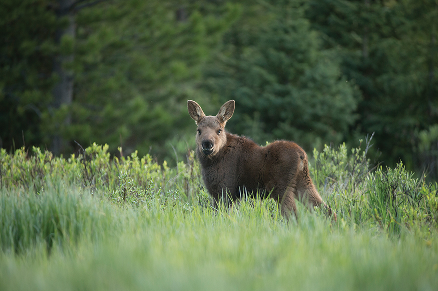 Its a baby Moose Moose have short tails that are hard to see Baby moose - photo 6