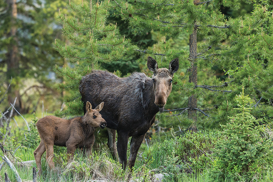 Its a baby Moose Moose have short tails that are hard to see Baby moose - photo 7