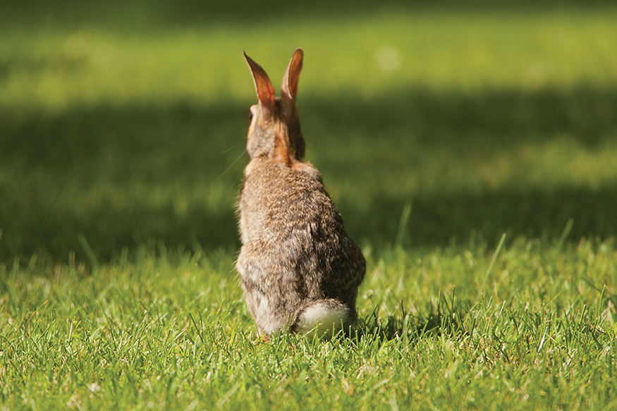 Its a baby Rabbit The eastern cottontail is the most common rabbit in the - photo 14