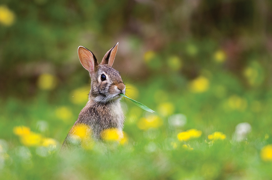 Its a baby Rabbit The eastern cottontail is the most common rabbit in the - photo 15