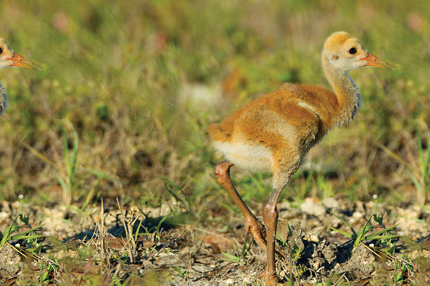 Its a baby Crane Sandhill cranes are some of the tallest birds in America - photo 18