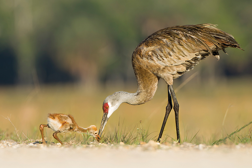 Its a baby Crane Sandhill cranes are some of the tallest birds in America - photo 19