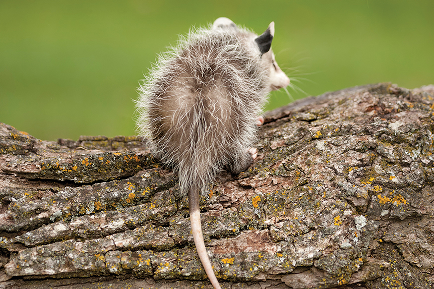 Its a baby Opossum Virginia opossum babies are cute with their tiny - photo 22