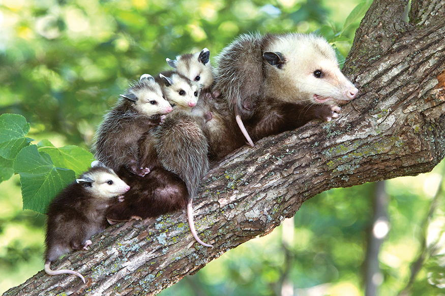 Its a baby Opossum Virginia opossum babies are cute with their tiny - photo 23