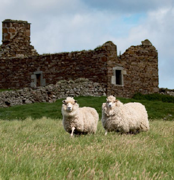 The ancestors of the breed of sheep now called Shetland were probably first - photo 8