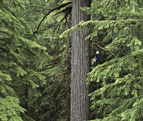 State Tree Douglas Fir The largest Douglas fir measures more than three - photo 2