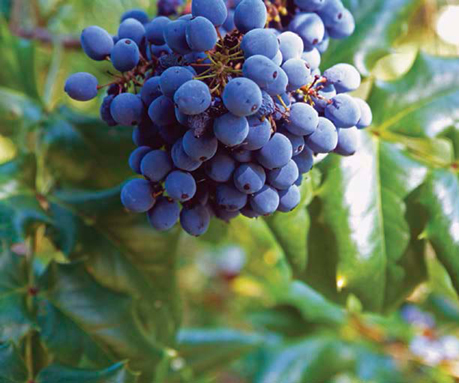 State Flower Oregon Grape The Oregon grape plant is an evergreen bush that - photo 4