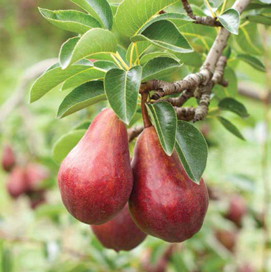 State Fruit Pear The first pear tree seedlings were brought to Oregon in - photo 3