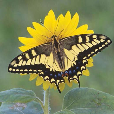 State Insect Oregon Swallowtail Butterfly This black-and-yellow butterfly is - photo 5