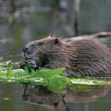 State Animal Beaver The beaver was almost completely wiped out by fur - photo 7