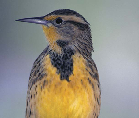 State Bird Western Meadowlark The western meadowlark is a sweet-sounding - photo 6