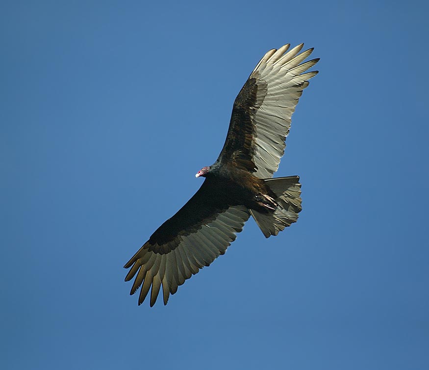 Turkey Vulture in flight Some birds have unique flight patterns that aid in - photo 3