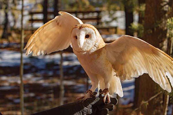 A barn owl at Sunriver Nature Center FROM ITS FASCINATING and sometimes - photo 4
