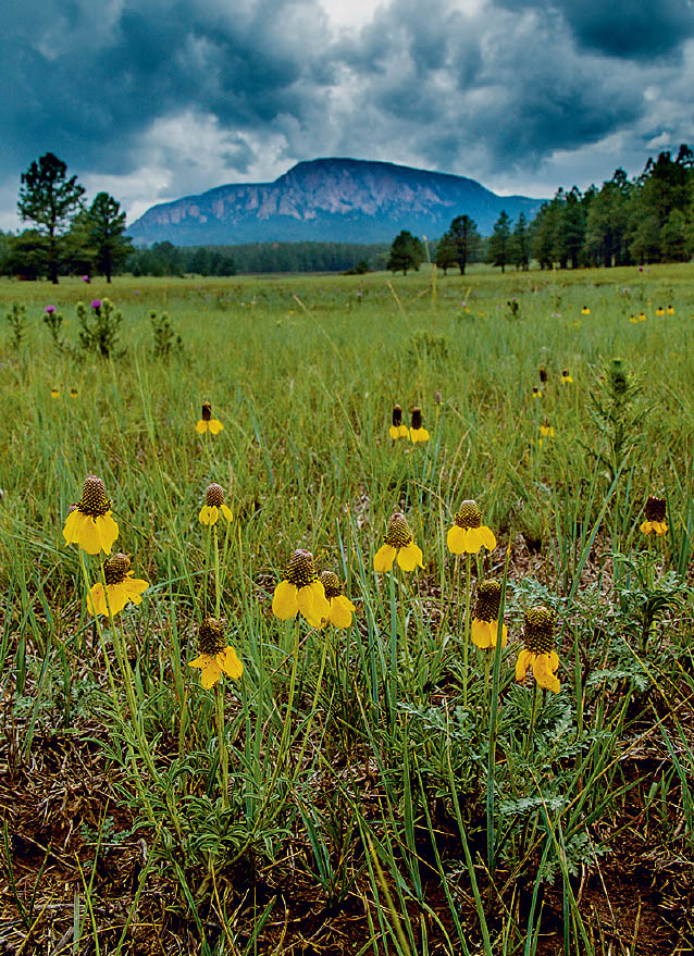 Hikes New Mexico Family Adventure Sites Preface - photo 5