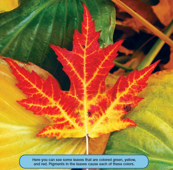 What Makes Leaf Colors Pigments color living things They absorb and reflect - photo 6