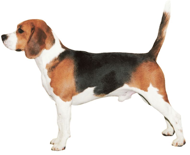 Physical Characteristics of the Beagle from the American Kennel Club breed - photo 3