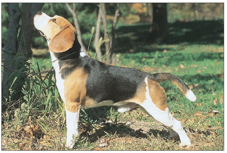 Evolutionists agree that all breeds of domestic dog have developed from the - photo 5