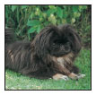 The Pekingese is as distinct in personality as he is in looks Find out all - photo 4