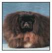 Learn the requirements of a well-bred Pekingese by studying the description of - photo 5