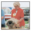 Experience the dog show world in the conformation ring and beyond Learn about - photo 10