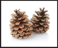 Image Credit Shutterstockcom pinecone Image Credit Shutterstockcom - photo 3